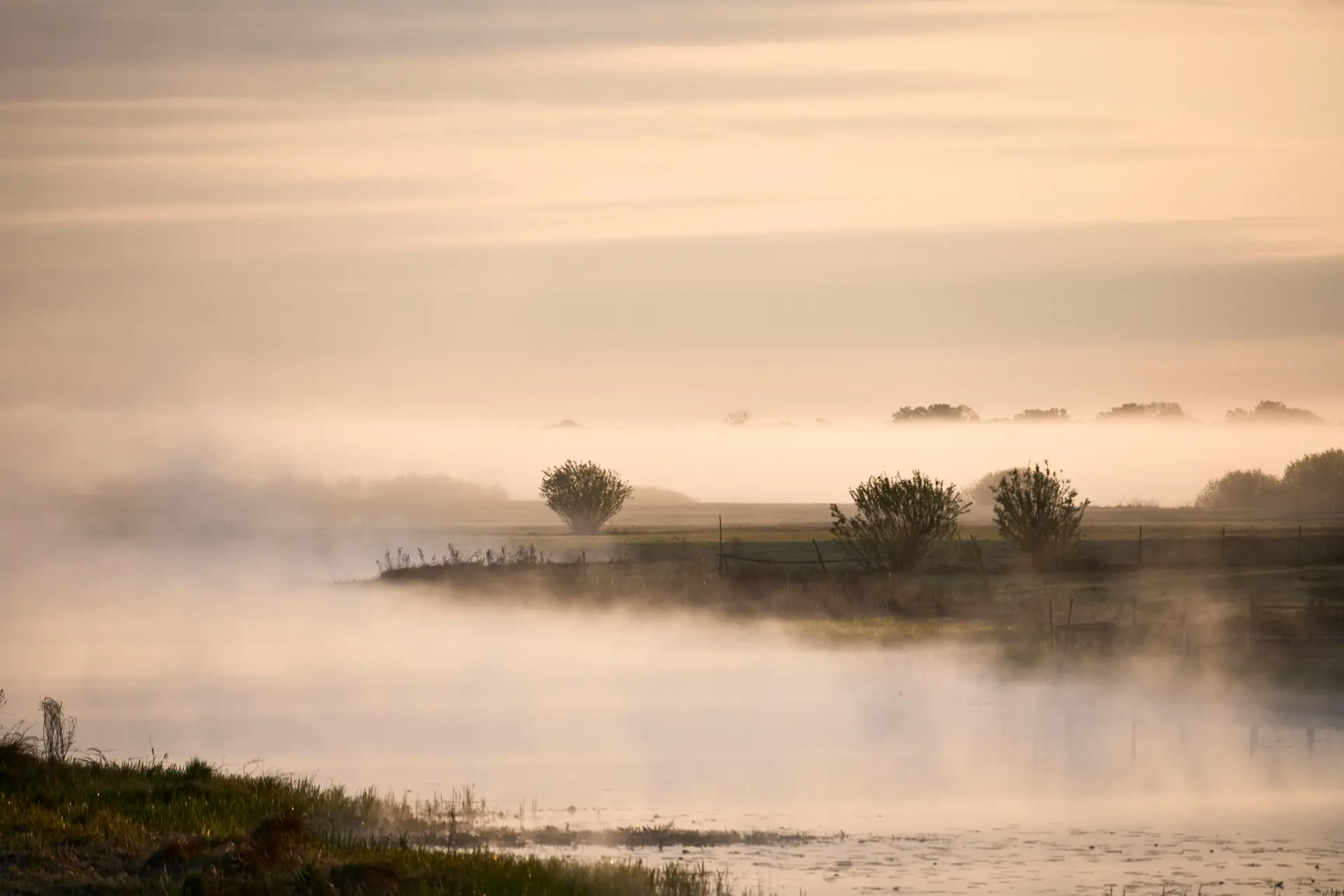 Brume du matin au-dessus de l’eau, le long d’une rive herbeuse à l’aube